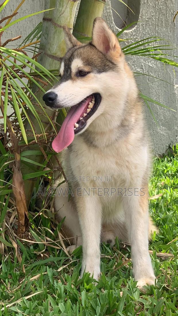 3-6 months Male Purebred Siberian Husky