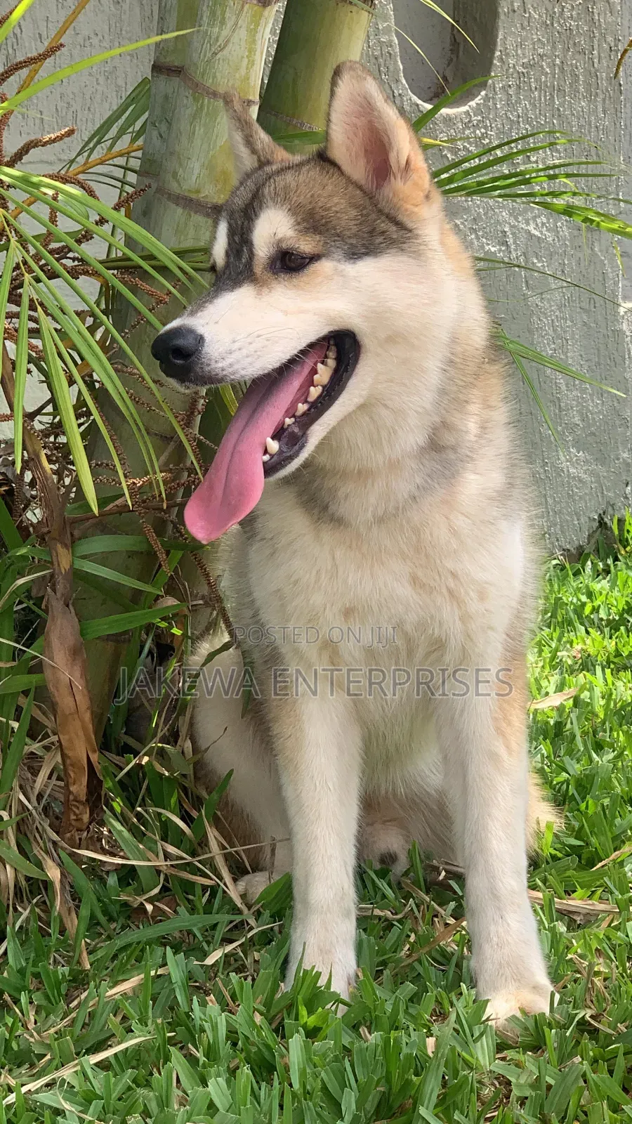 3-6 months Male Purebred Siberian Husky