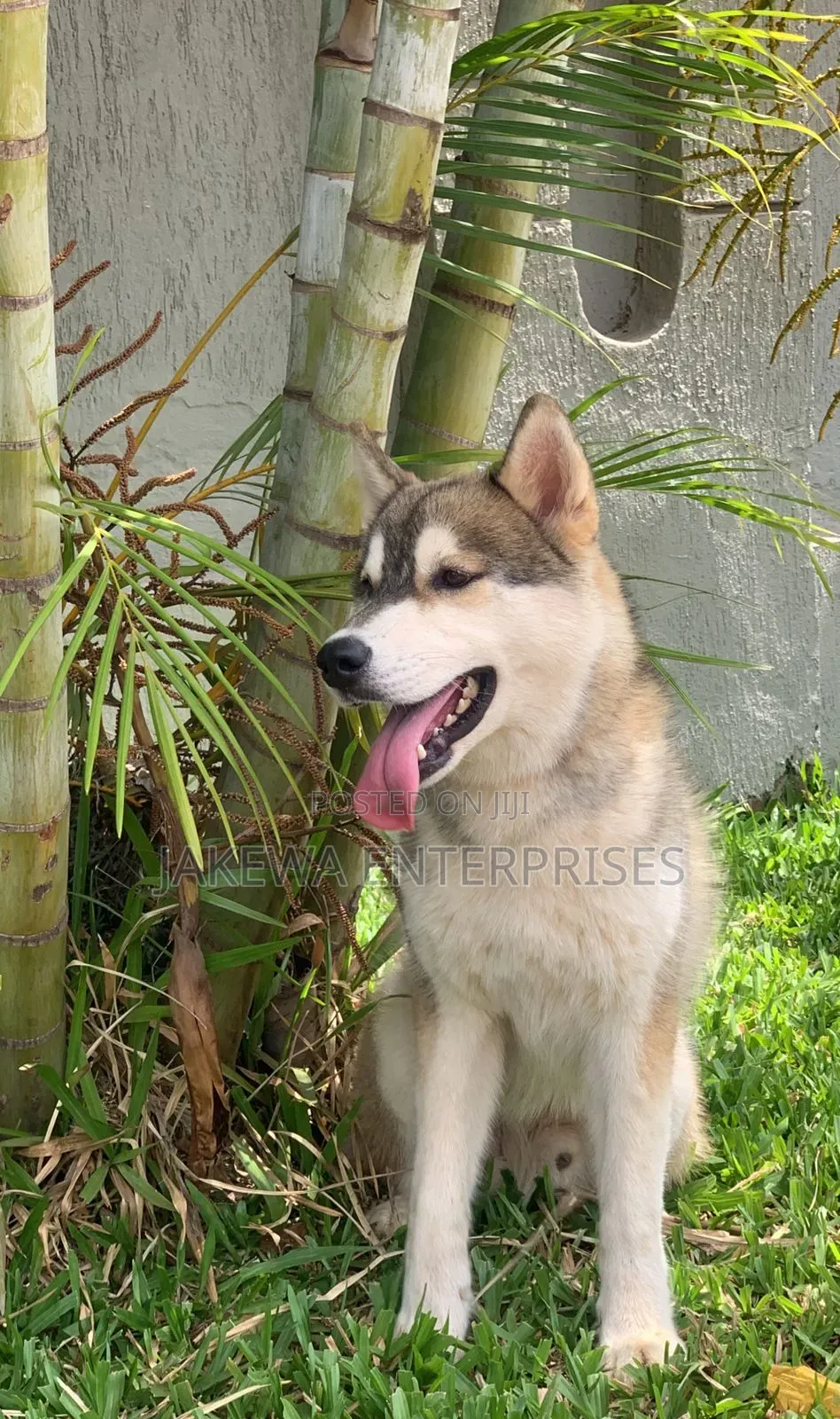 3-6 months Male Purebred Siberian Husky