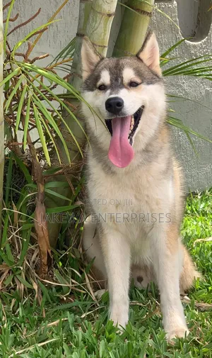 3-6 months Male Purebred Siberian Husky