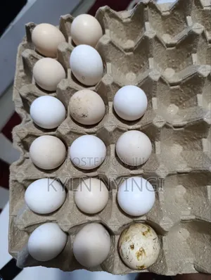 Ornamental Birds Eggs