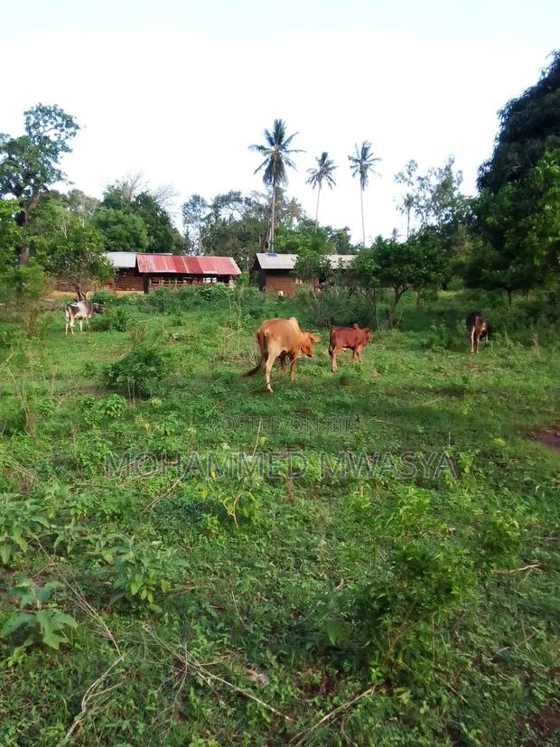 Kikoneni , Mwabandari, 8.98 Acres , Orange Trees