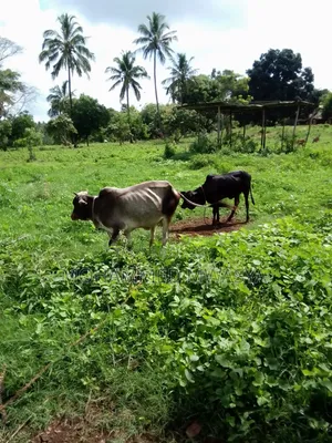 Kikoneni , Mwabandari, 8.98 Acres , Orange Tree 80, Blue Gum 180 Trees