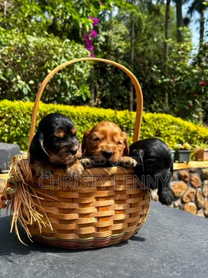 1-3 months Male Purebred Cocker Spaniel