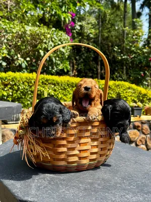 1-3 months Male Purebred Cocker Spaniel