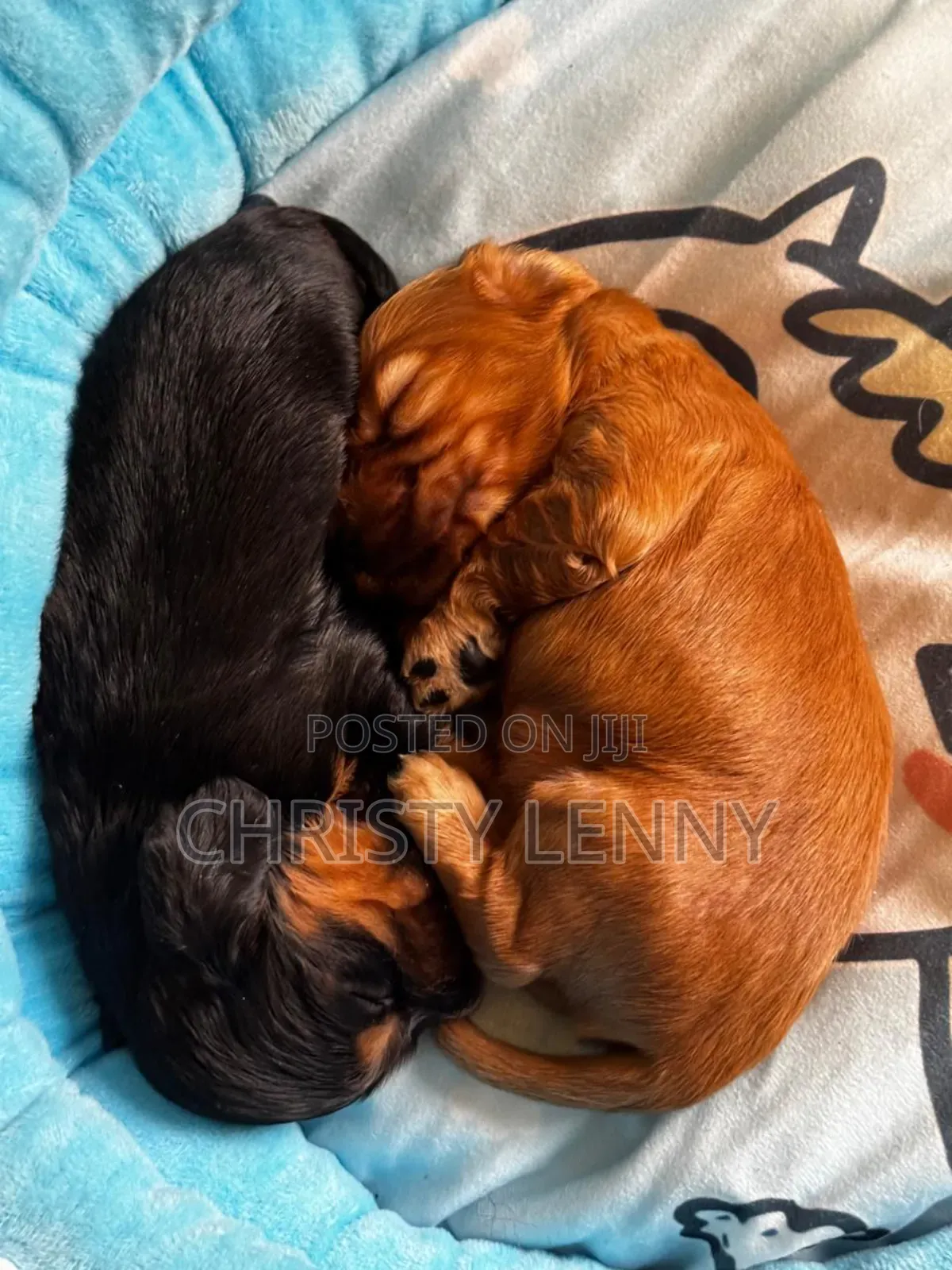 1-3 months Male Purebred Cocker Spaniel