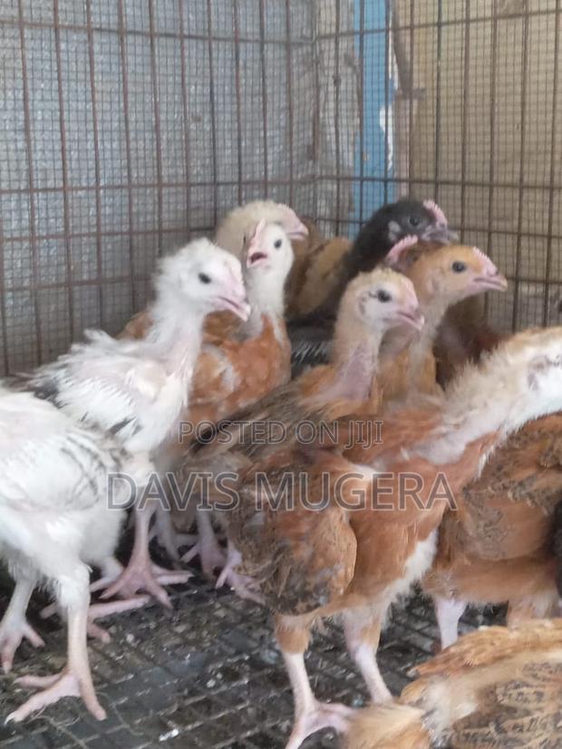 3 Weeks Old Sasso F1 Chicks (Interchick Tanbro) - main view