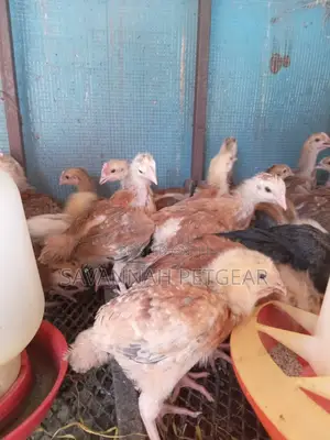 3 Weeks Old Sasso F1 Chicks (Interchick Tanbro)