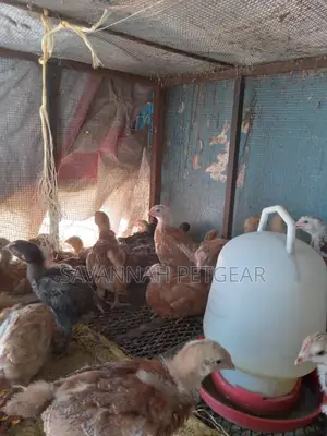 3 Weeks Old Sasso F1 Chicks (Interchick Tanbro)