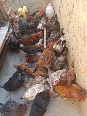 Kienyeji Chicken - thumbnail 2