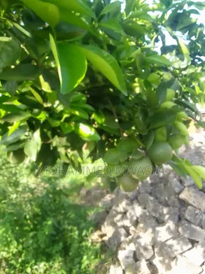 Kikoneni , Mwabandari, 8.98 Acres , Orange Tree 80, Blue Gum 180 Trees