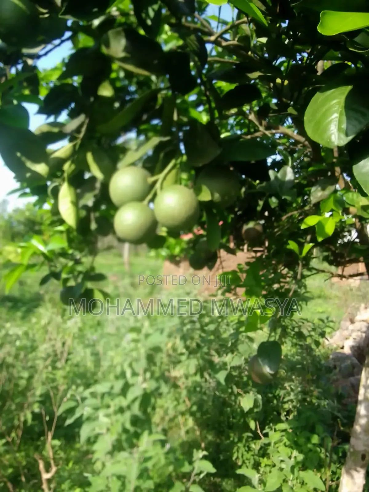 Kikoneni , Mwabandari, 8.98 Acres , Orange Tree 80, Blue Gum 180 Trees