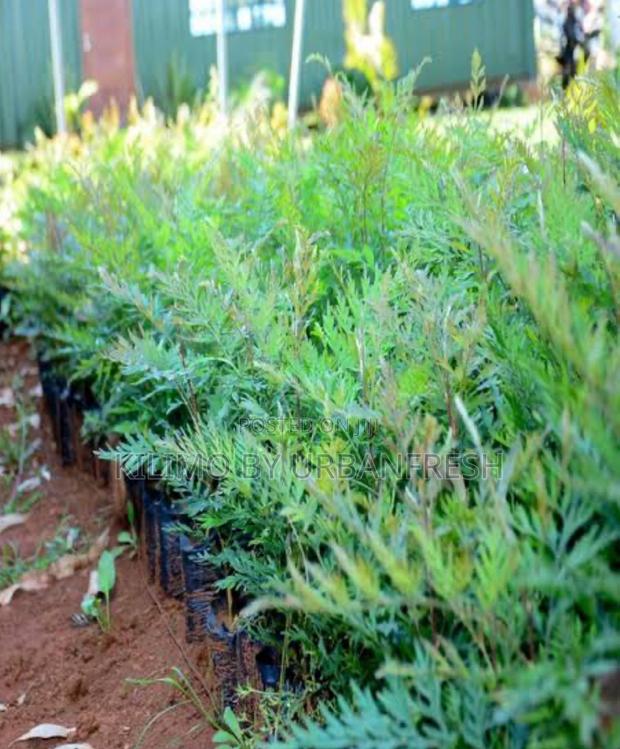 Gravelia Tree Seedlings MOQ 100 - main view