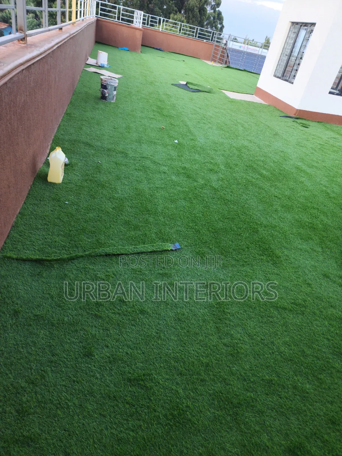 Turf Grass Turf Grass