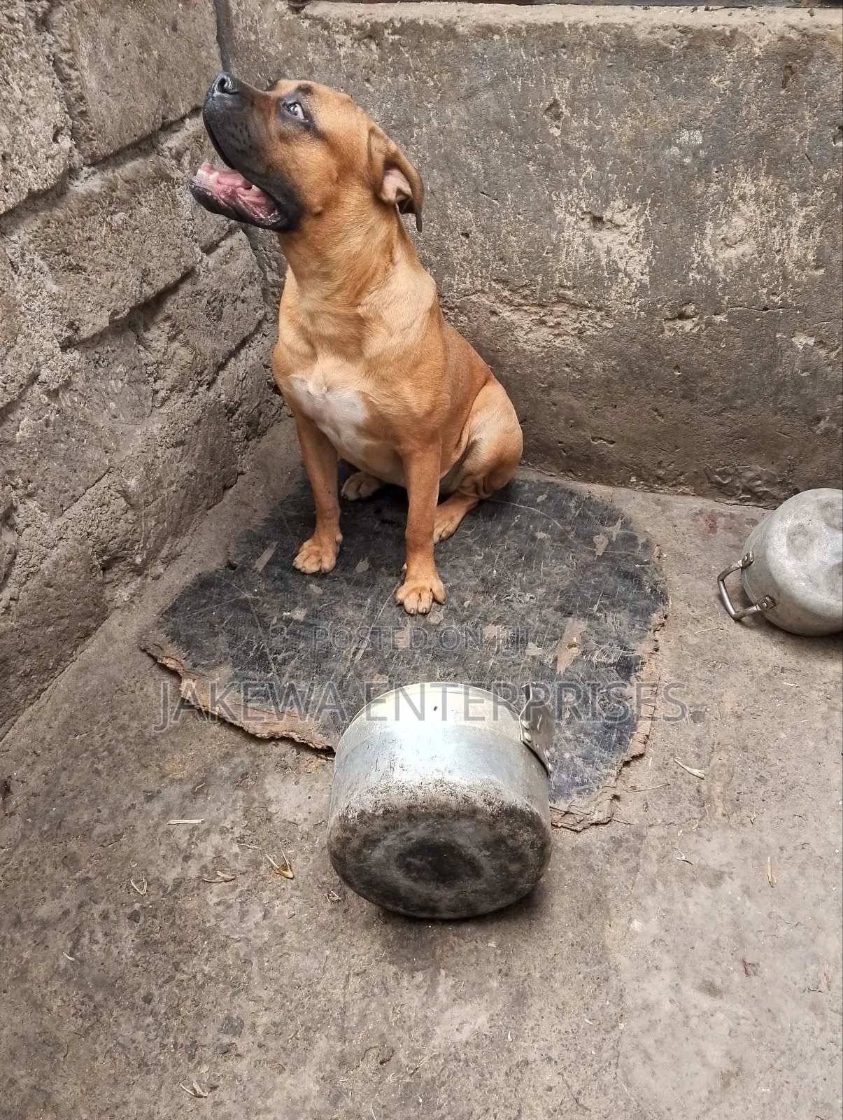 6-12 months Male Purebred Boerboel