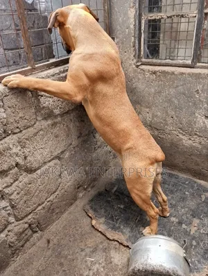 6-12 months Male Purebred Boerboel