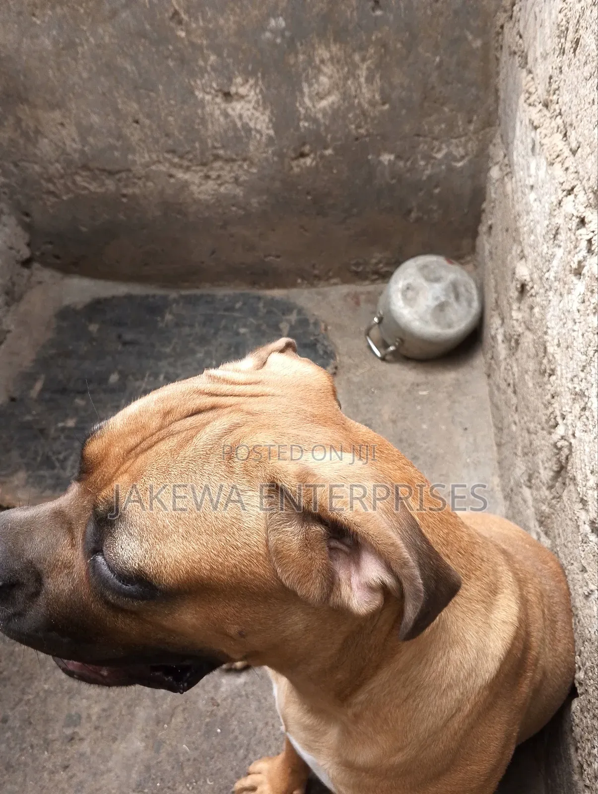 6-12 months Male Purebred Boerboel