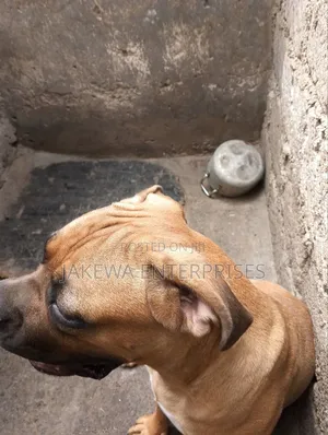 6-12 months Male Purebred Boerboel