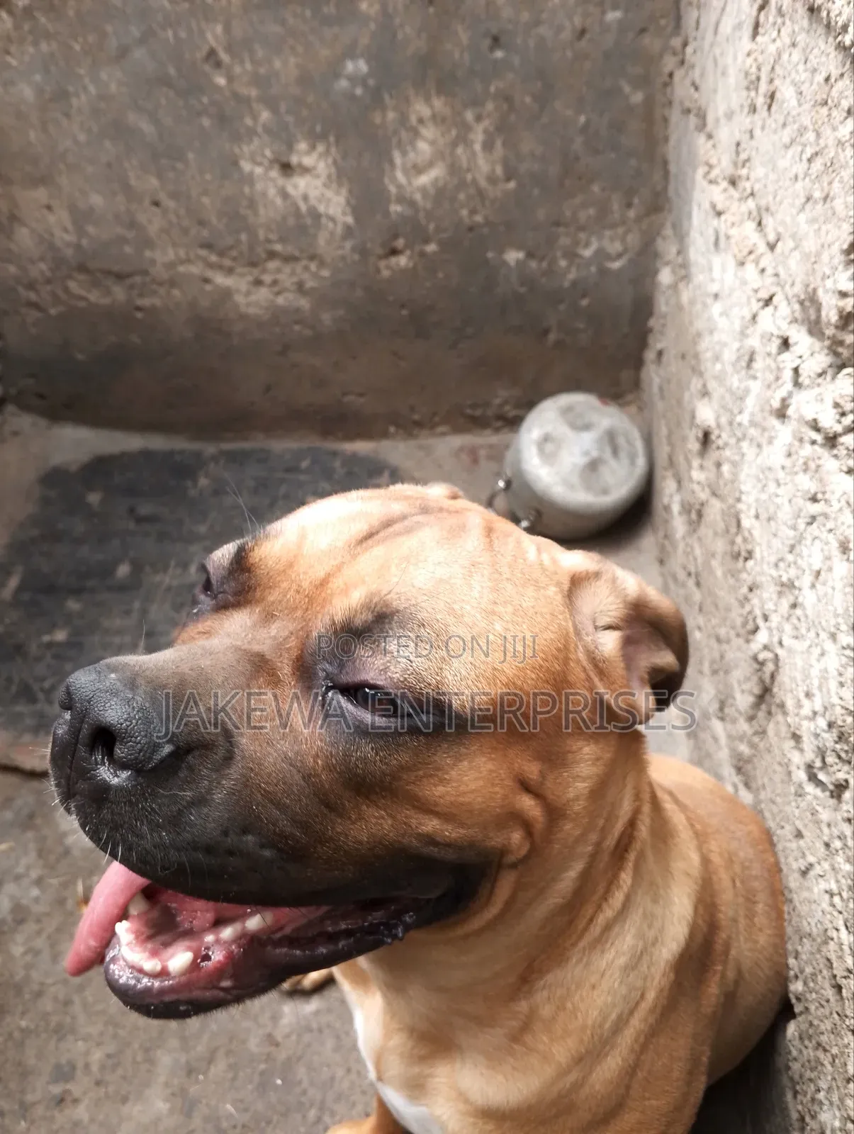 6-12 months Male Purebred Boerboel