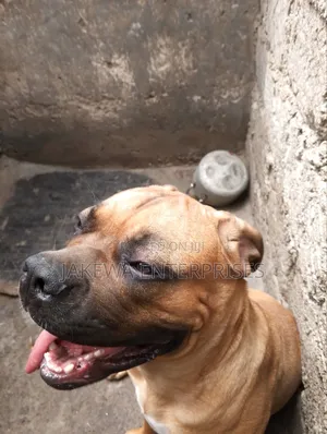 6-12 months Male Purebred Boerboel