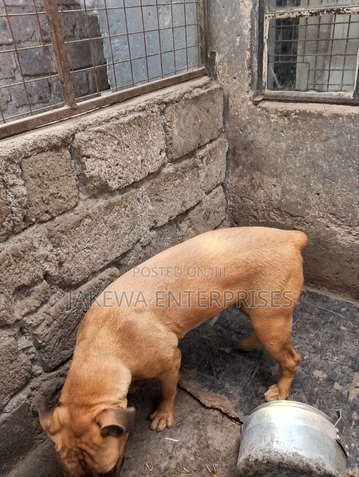 6-12 months Male Purebred Boerboel