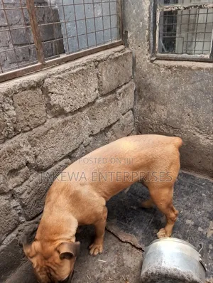 6-12 months Male Purebred Boerboel