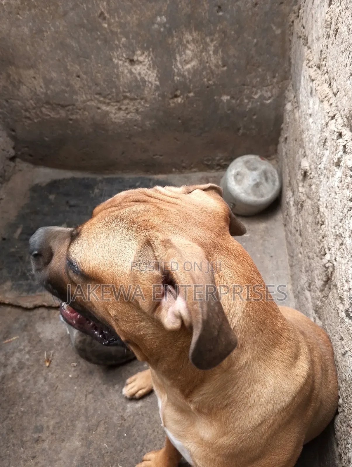 6-12 months Male Purebred Boerboel