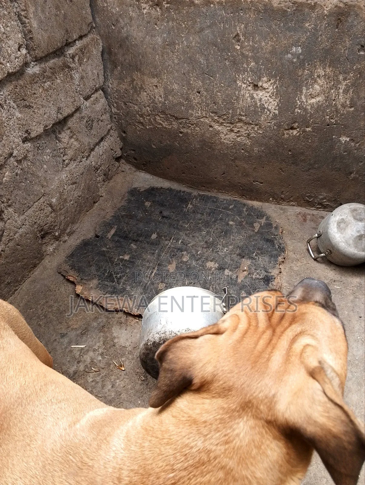 6-12 months Male Purebred Boerboel
