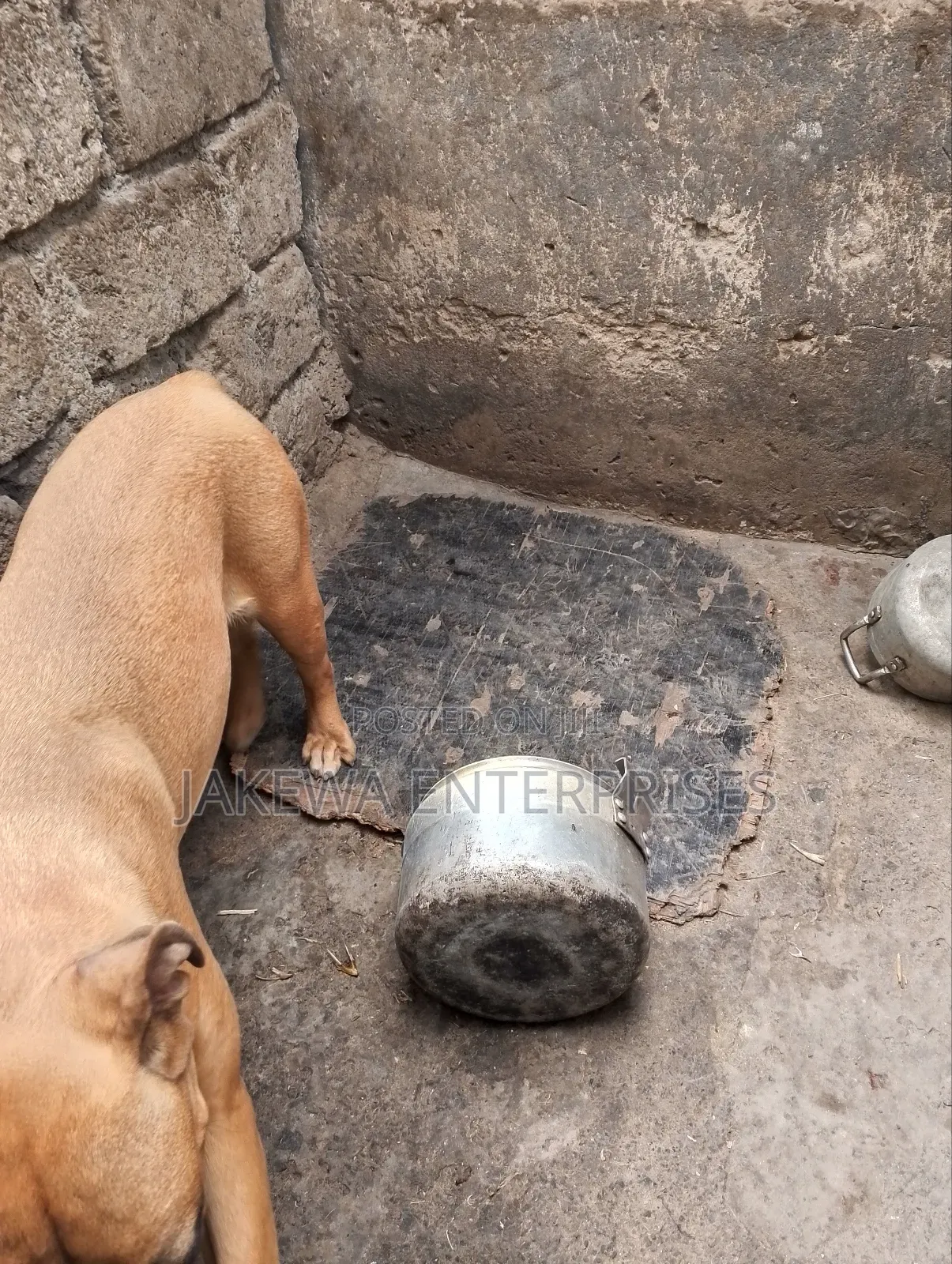 6-12 months Male Purebred Boerboel
