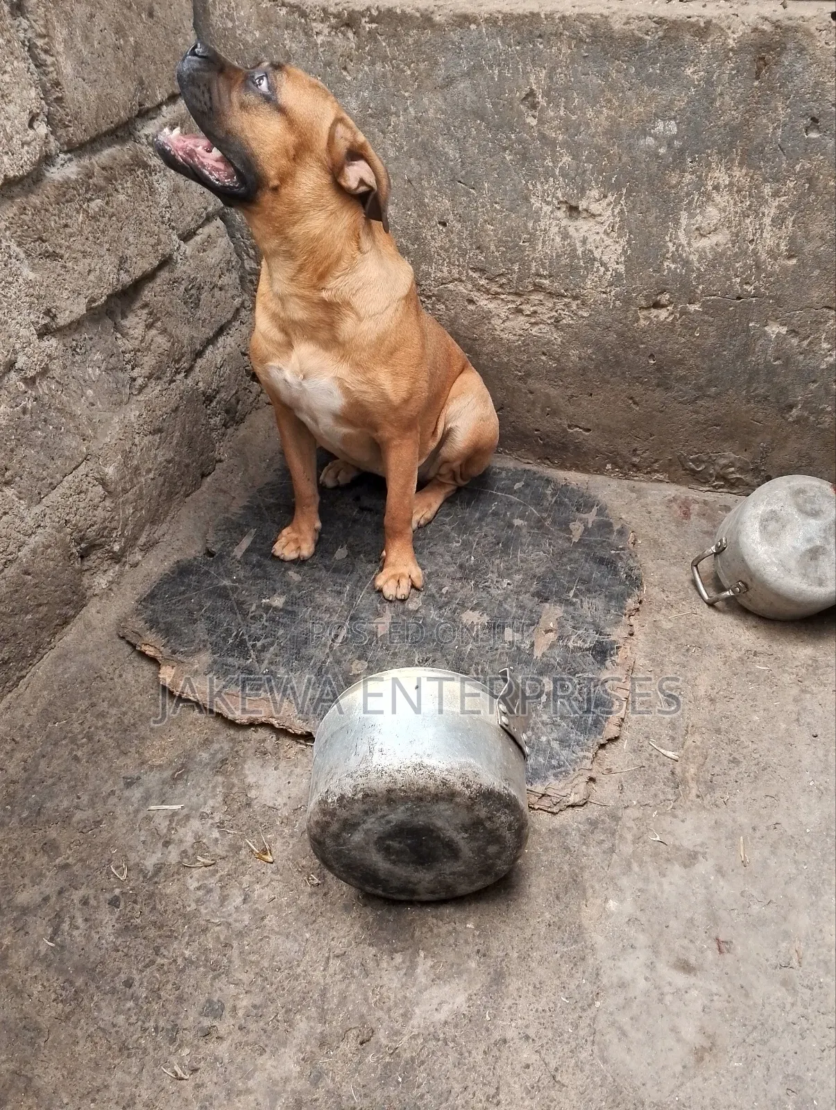6-12 months Male Purebred Boerboel