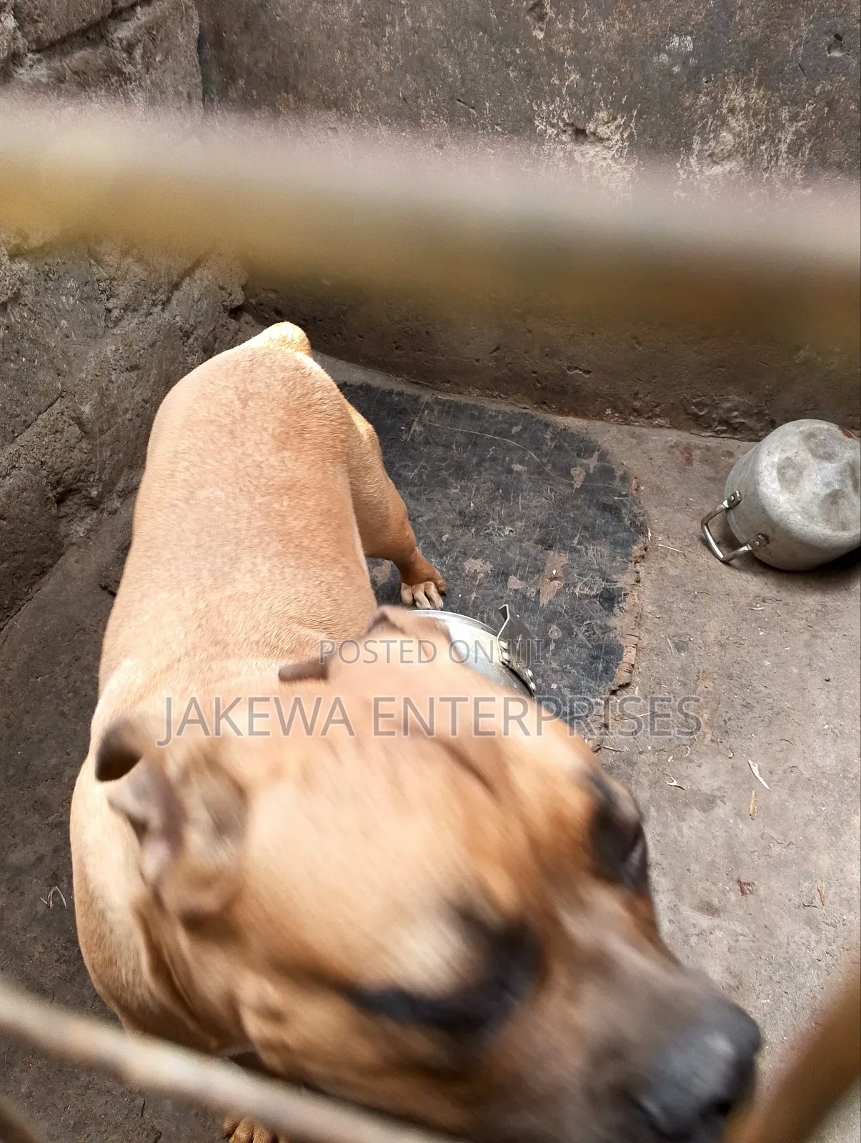 6-12 months Male Purebred Boerboel