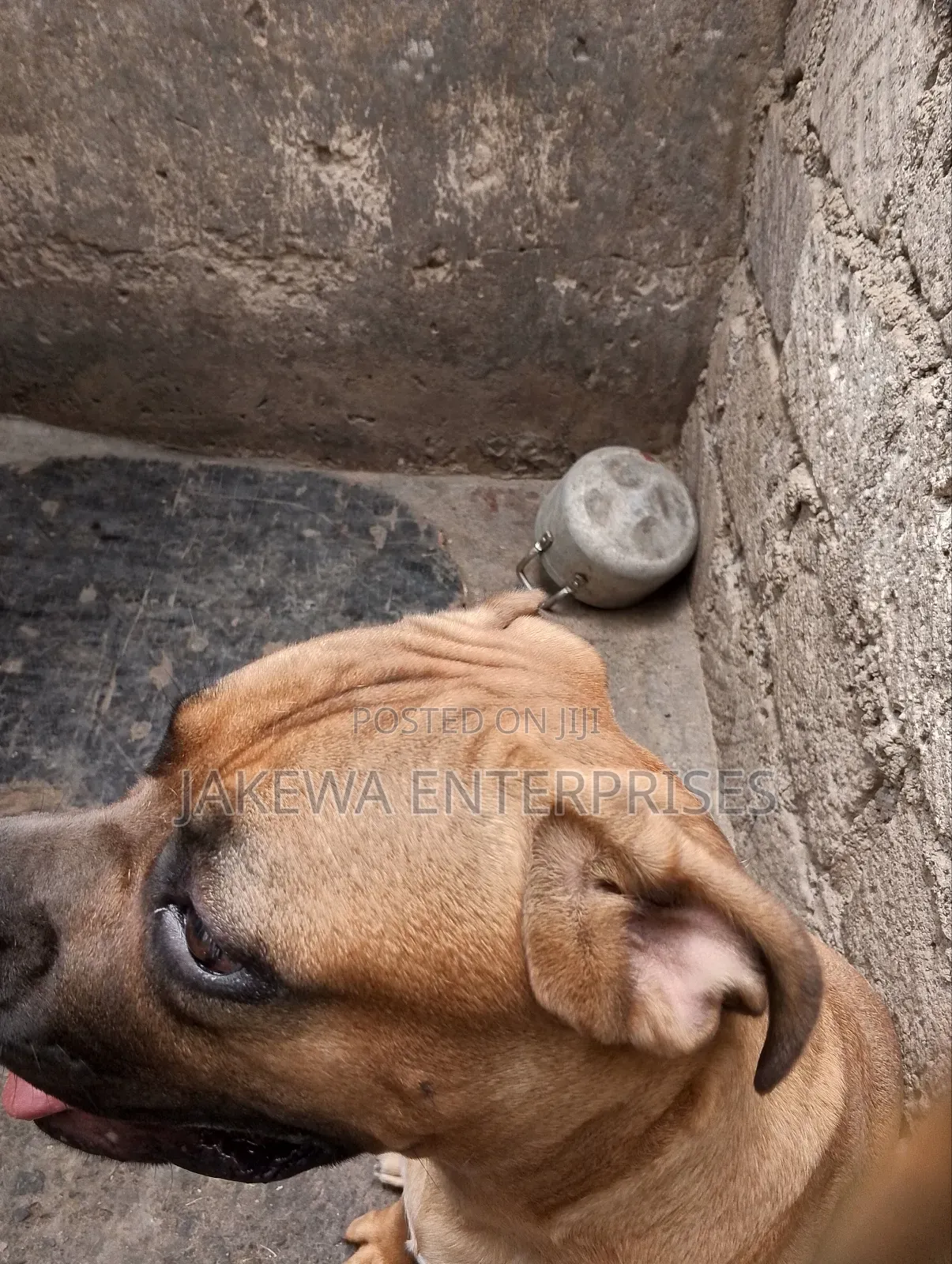 6-12 months Male Purebred Boerboel