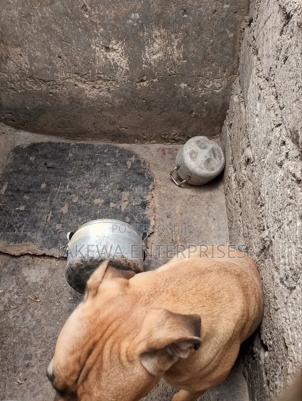 6-12 months Male Purebred Boerboel
