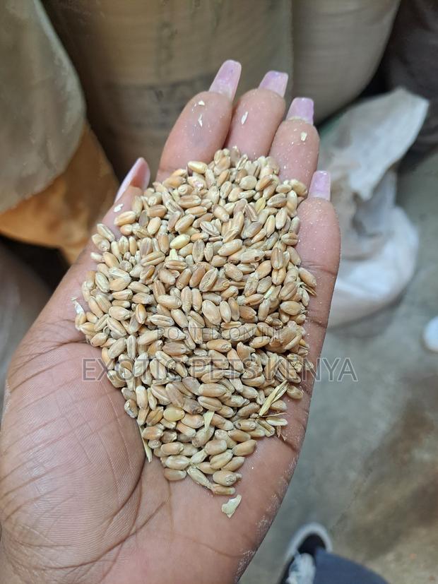 Wheat Seeds - main view