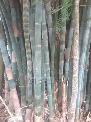 Bamboo Tree for Sale