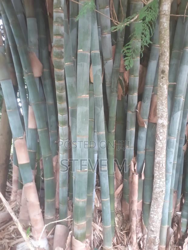 Bamboo Tree for Sale - thumbnail 2