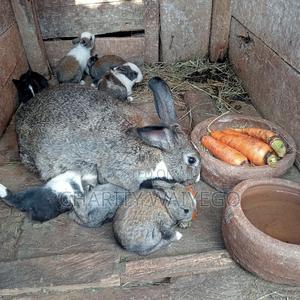 Quality Rabbits - thumbnail 2
