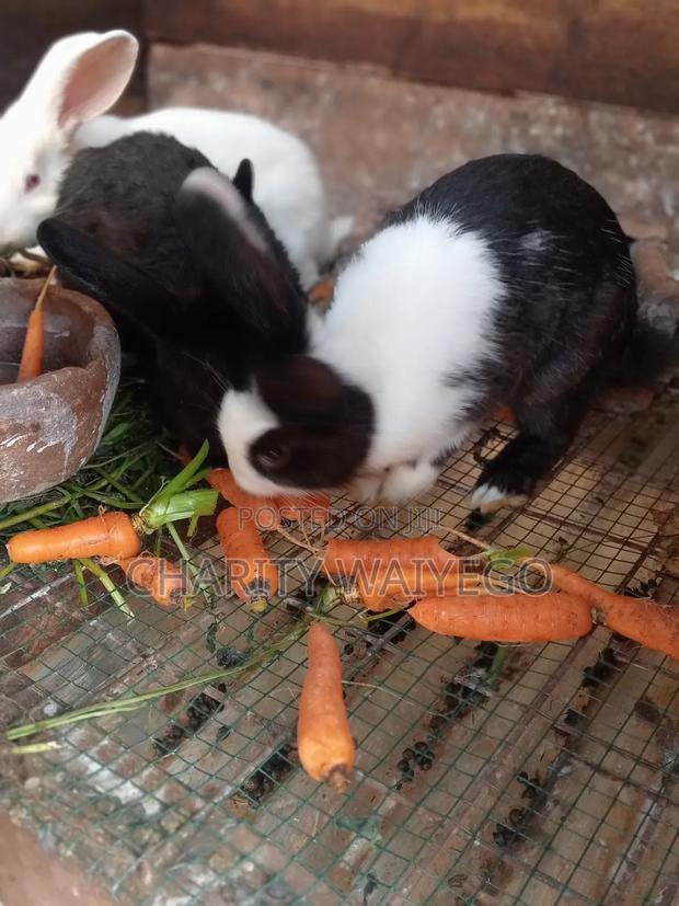 Quality Rabbits - thumbnail 14