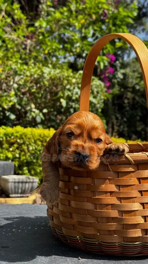 1-3 months Male Purebred Cocker Spaniel