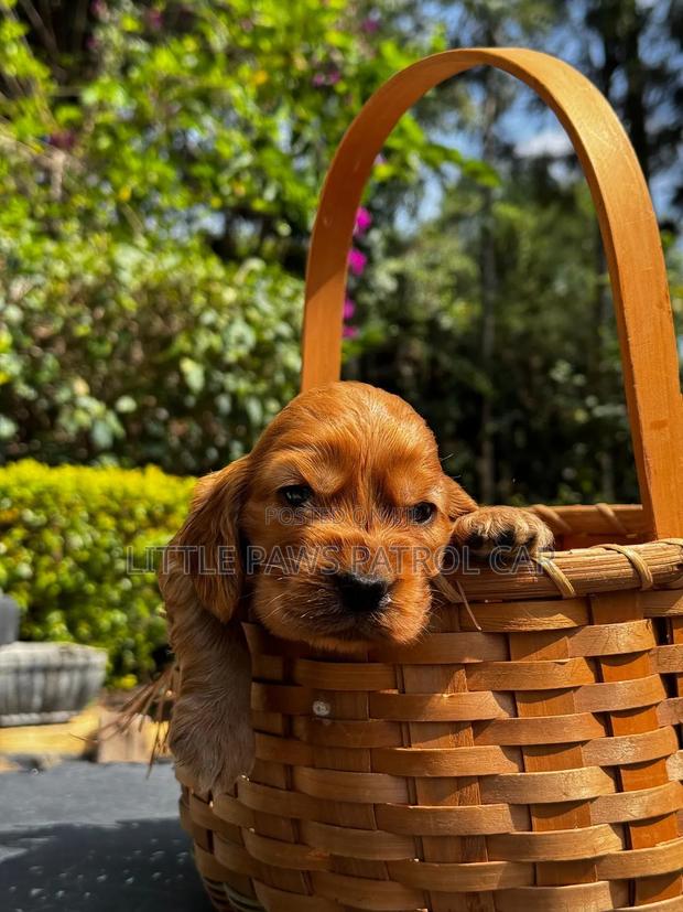 1-3 months Male Purebred Cocker Spaniel - main view