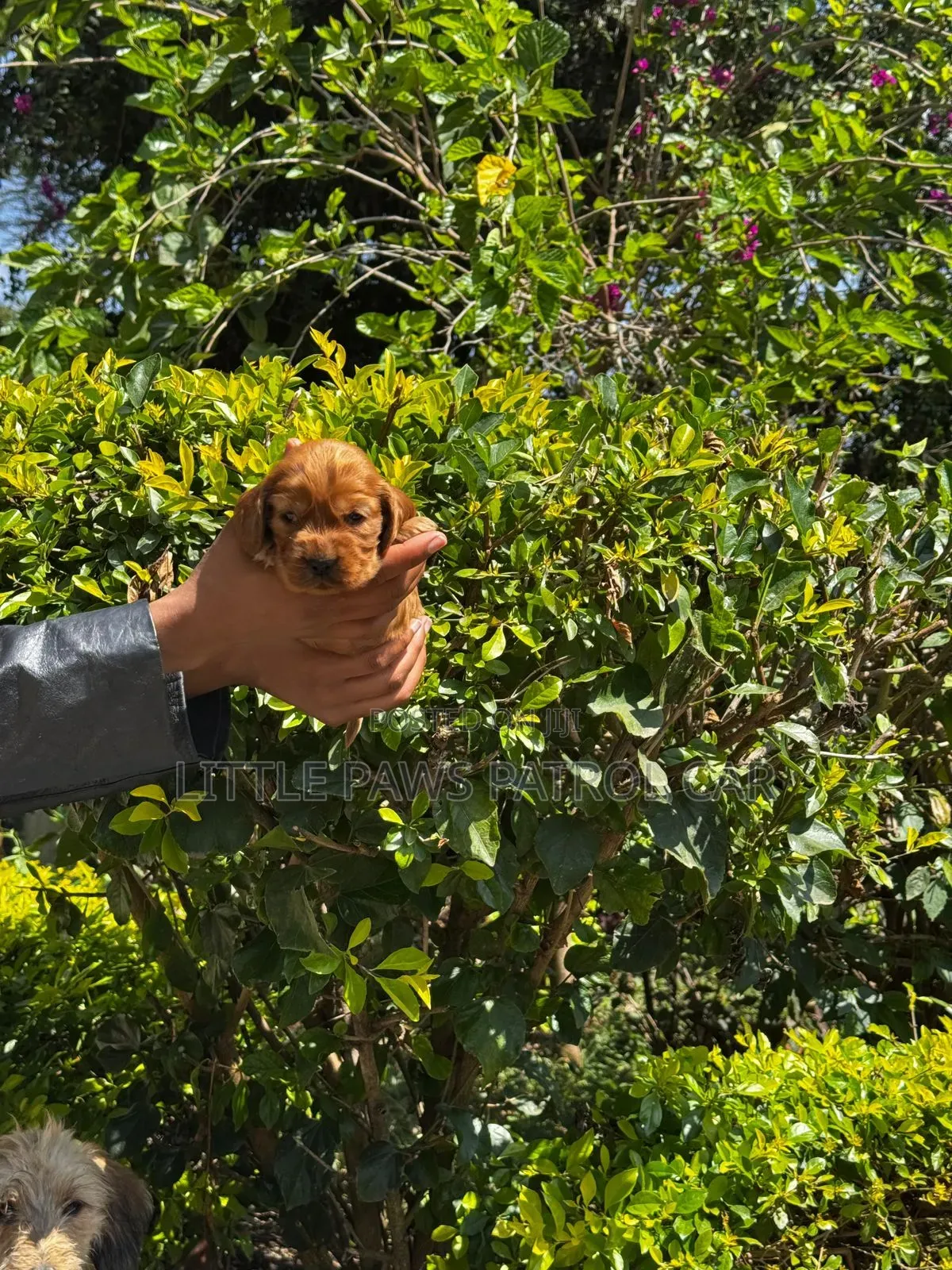 1-3 months Male Purebred Cocker Spaniel