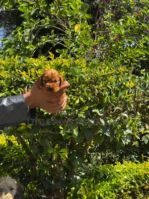 1-3 months Male Purebred Cocker Spaniel
