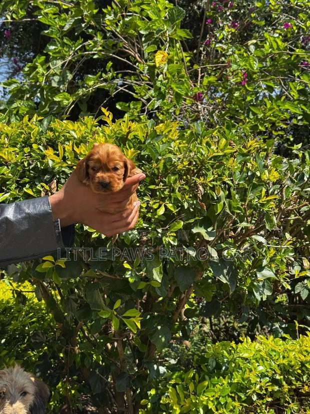 1-3 months Male Purebred Cocker Spaniel - thumbnail 4