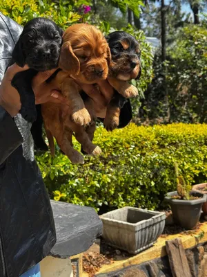 1-3 months Male Purebred Cocker Spaniel