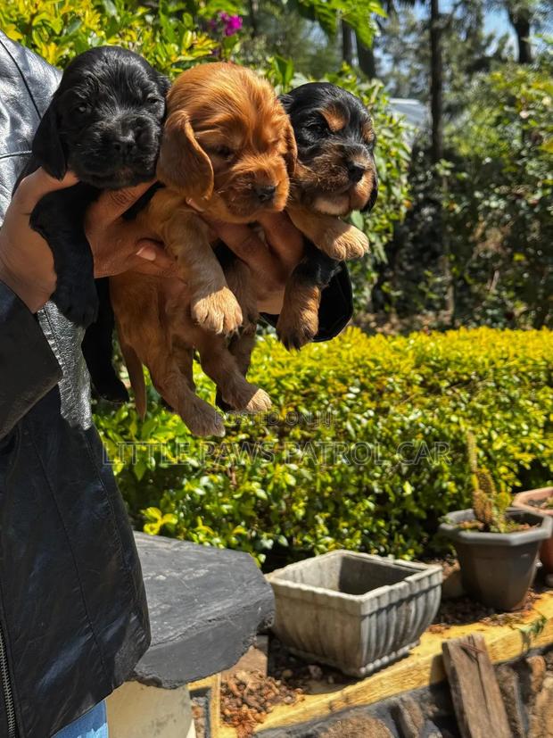 1-3 months Male Purebred Cocker Spaniel - thumbnail 5