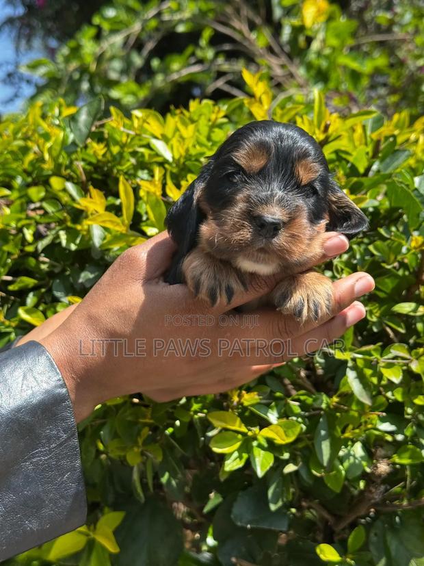 1-3 months Male Purebred Cocker Spaniel - thumbnail 6