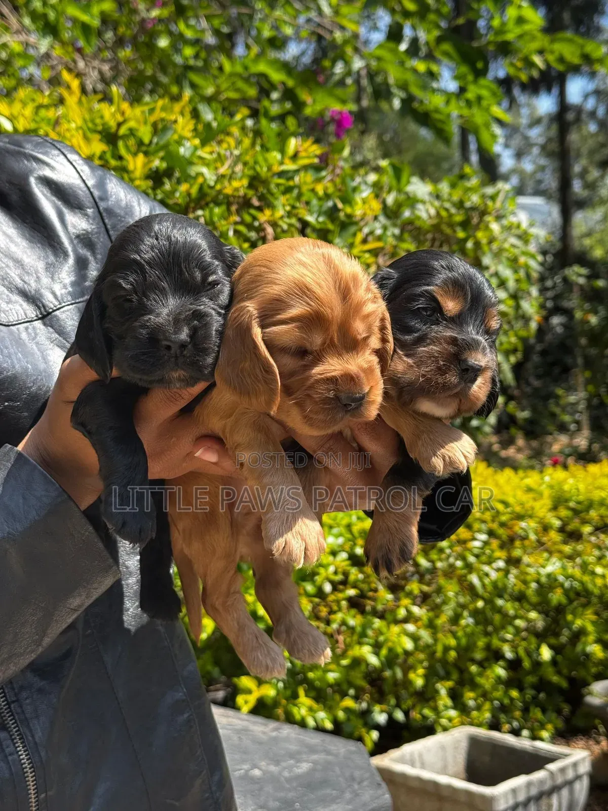 1-3 months Male Purebred Cocker Spaniel
