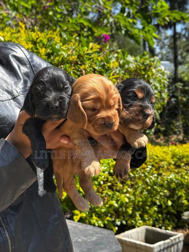 1-3 months Male Purebred Cocker Spaniel - thumbnail 7