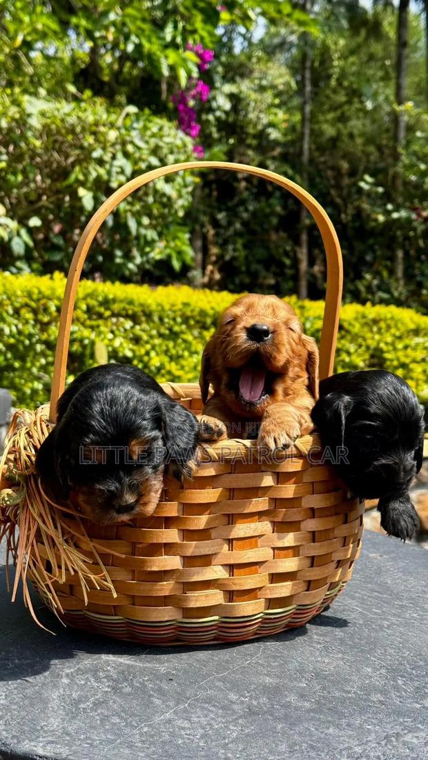 1-3 months Male Purebred Cocker Spaniel - thumbnail 8