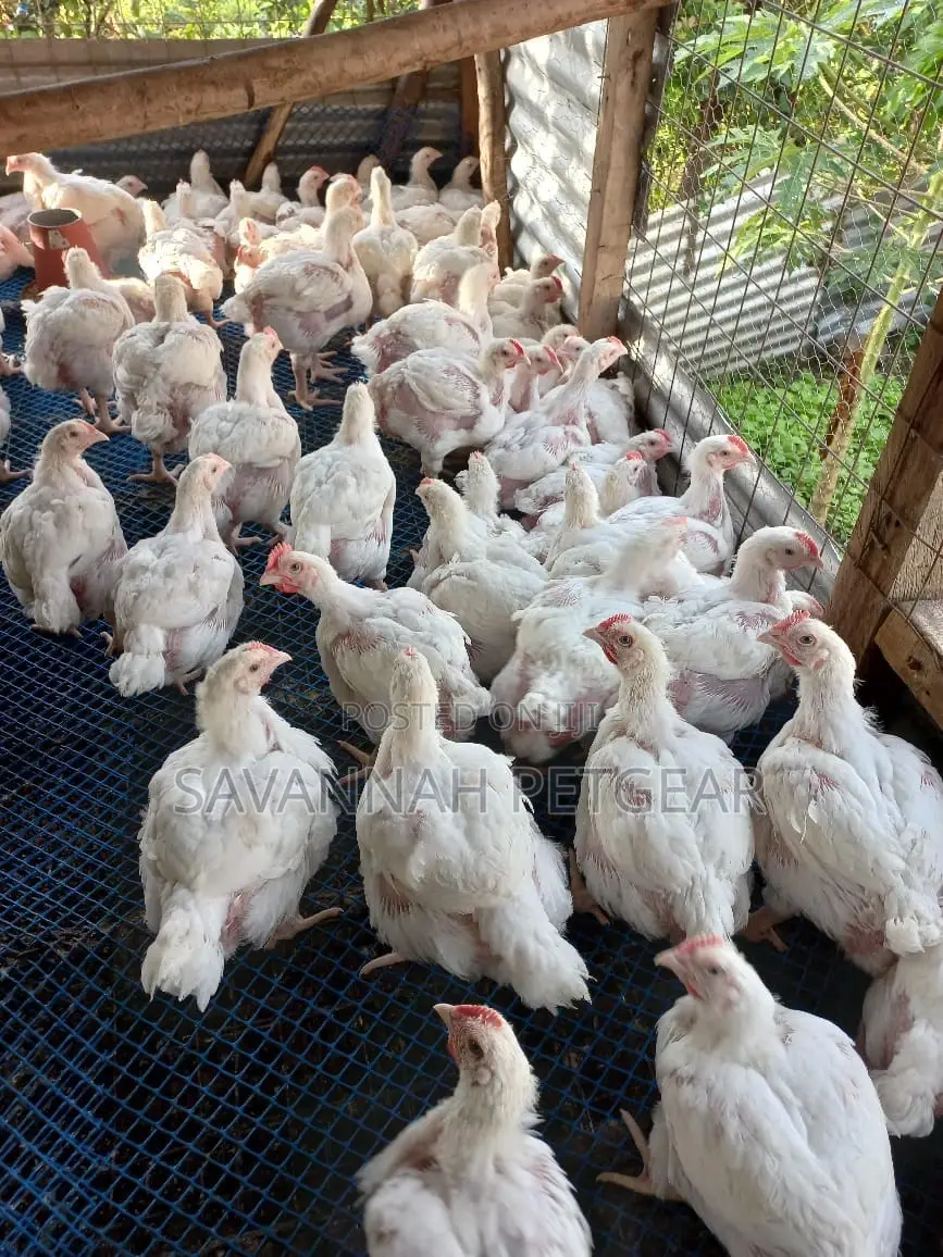 PLASTIC POULTRY MESH - 5 Meters by 1m